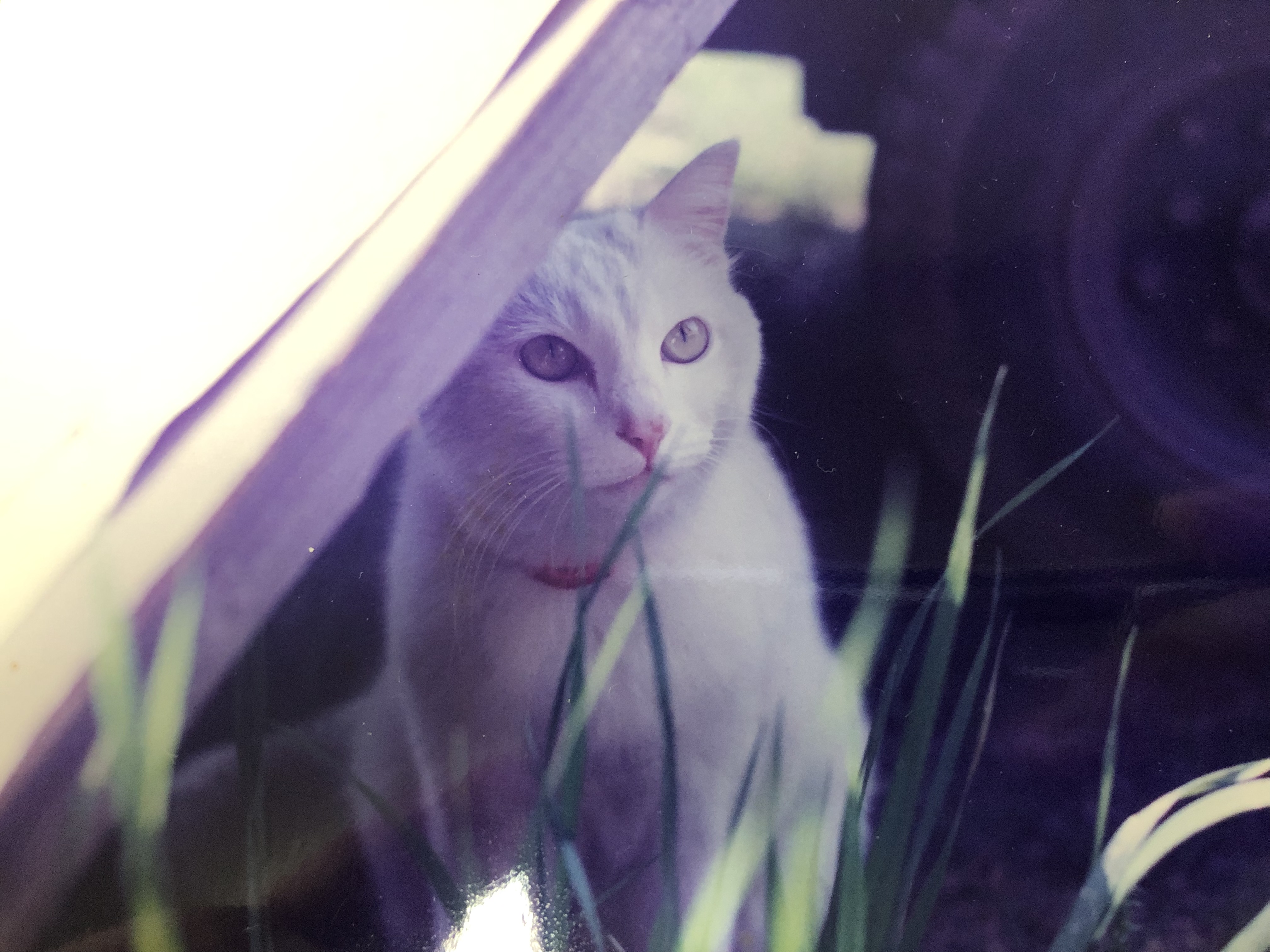 映画制作裏話 その1 伝説の女優猫 みゃ シナリオクラブ 映画制作裏話 その1 伝説の女優猫 みゃ シナリオクラブ